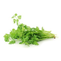 Cilantro Charito