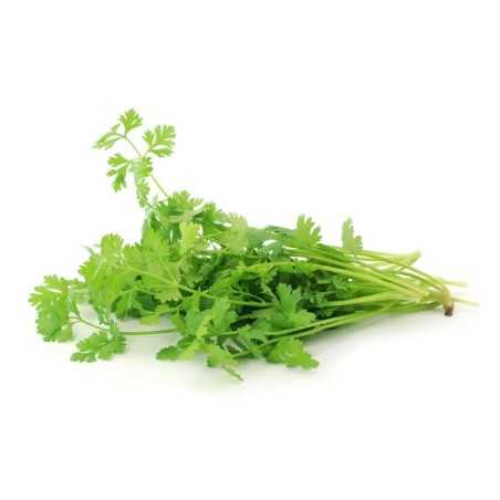 Cilantro Charito Cilantro Charito