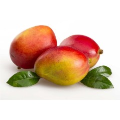 Mango Chamartín