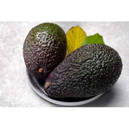Aguacate Hass Chamartín Aguacate Hass Chamartín