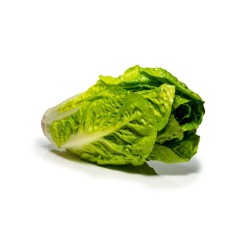 Lechuga romana Chamartín