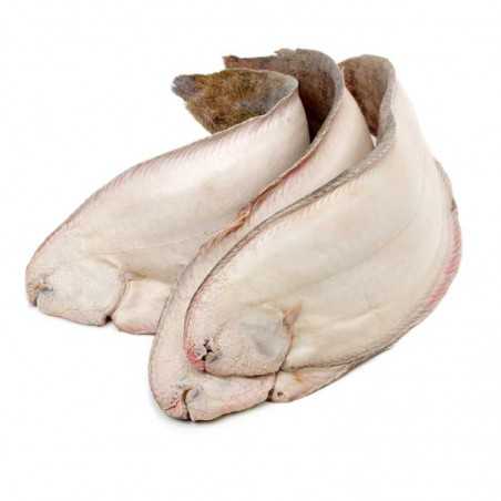 Lenguado migoso Lenguado migoso