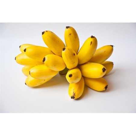 Bananitos Charito