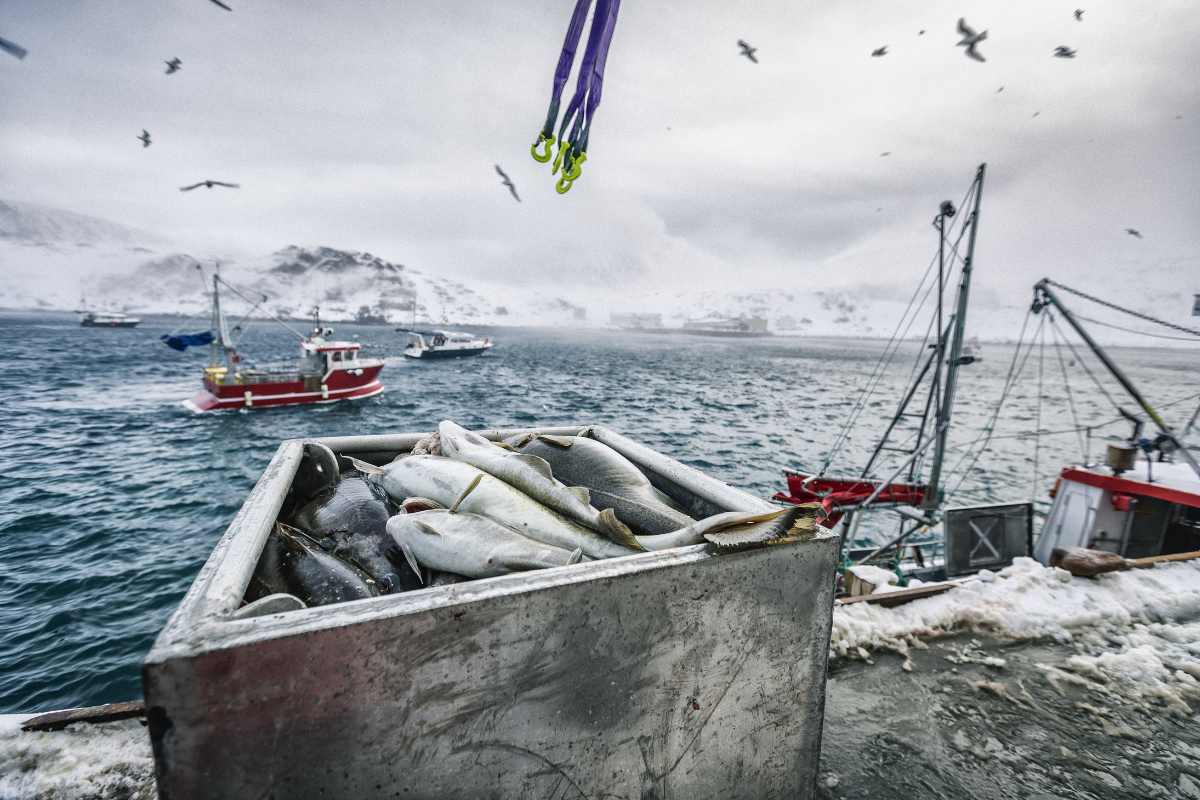 Pesca de skrei en Noruega